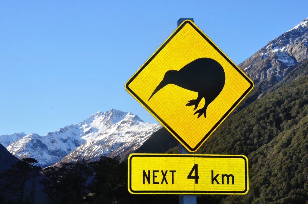 kiwi in New Zealand