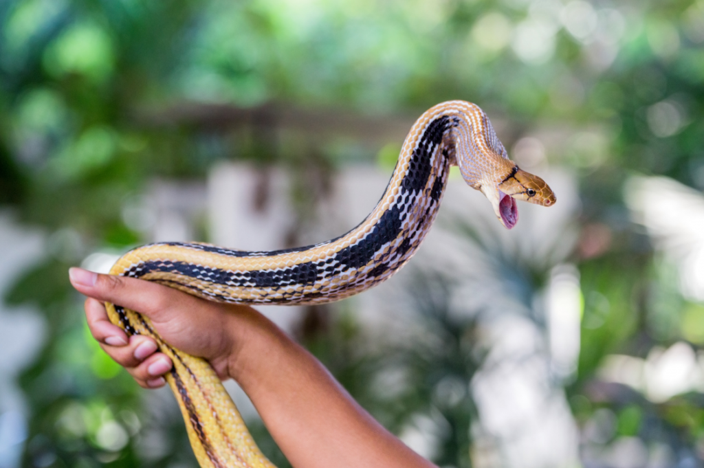 Snake farm in Bangkok