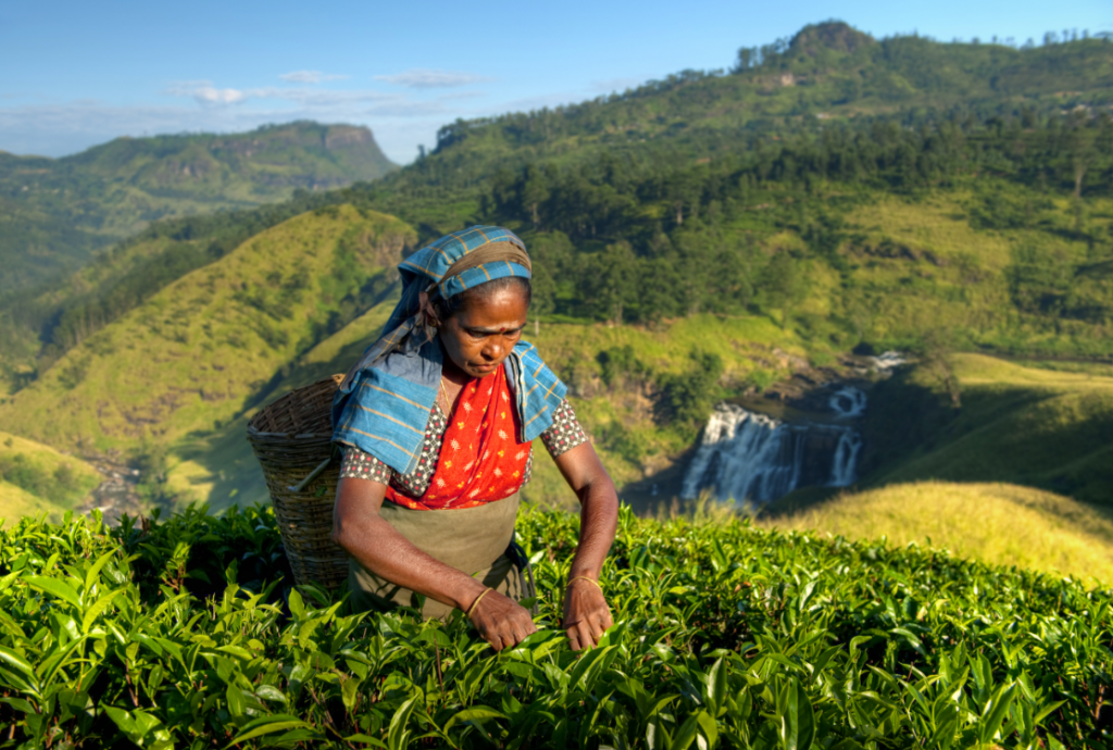 sri lankan tea plantation