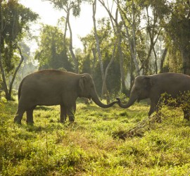 10 Little-known Facts About Elephants