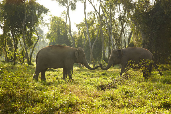 10 Little-known Facts About Elephants