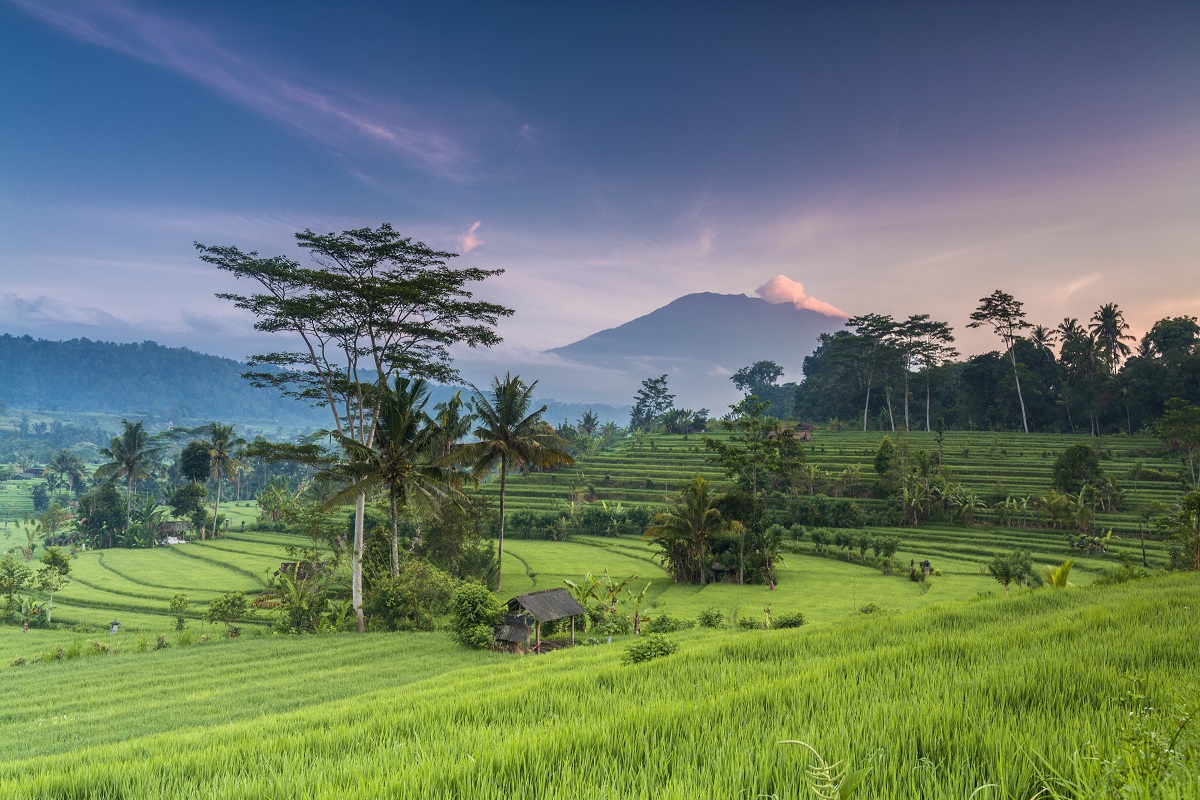 Terrace rice field in Bali in Indonesia