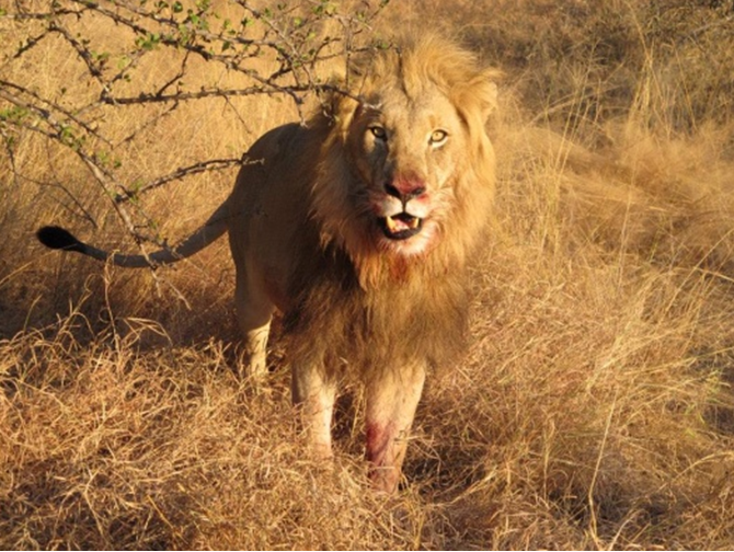 lion_in_safari