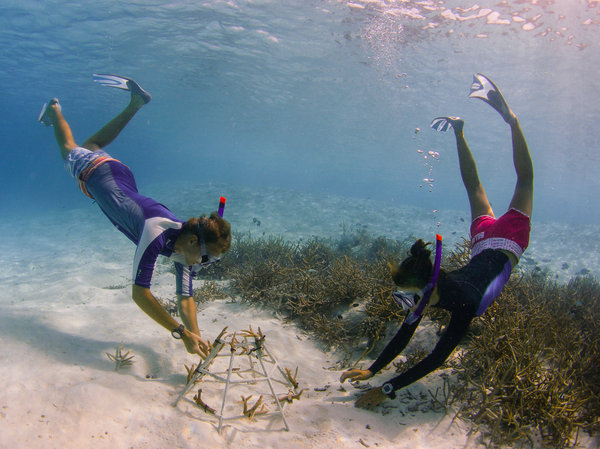 Coral adoption with a marine biologist
