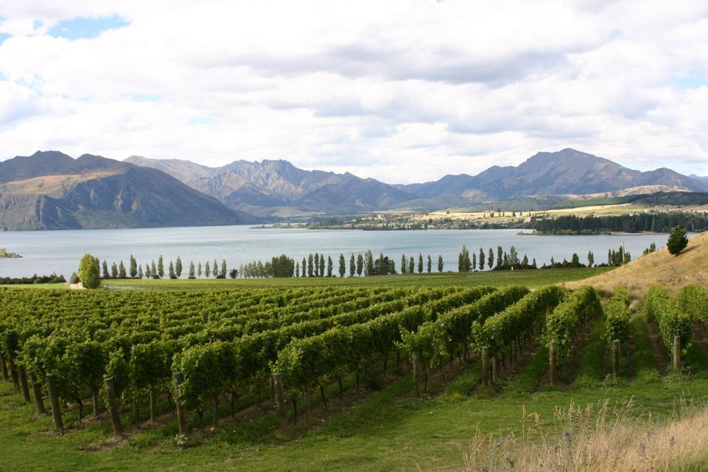 lakeside vineyard
