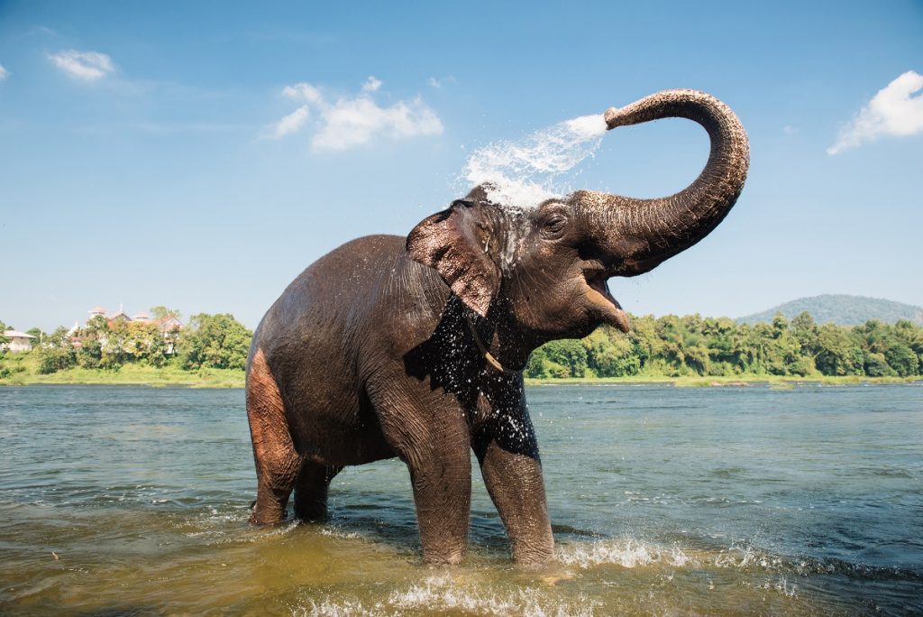 Elephant washing in the river