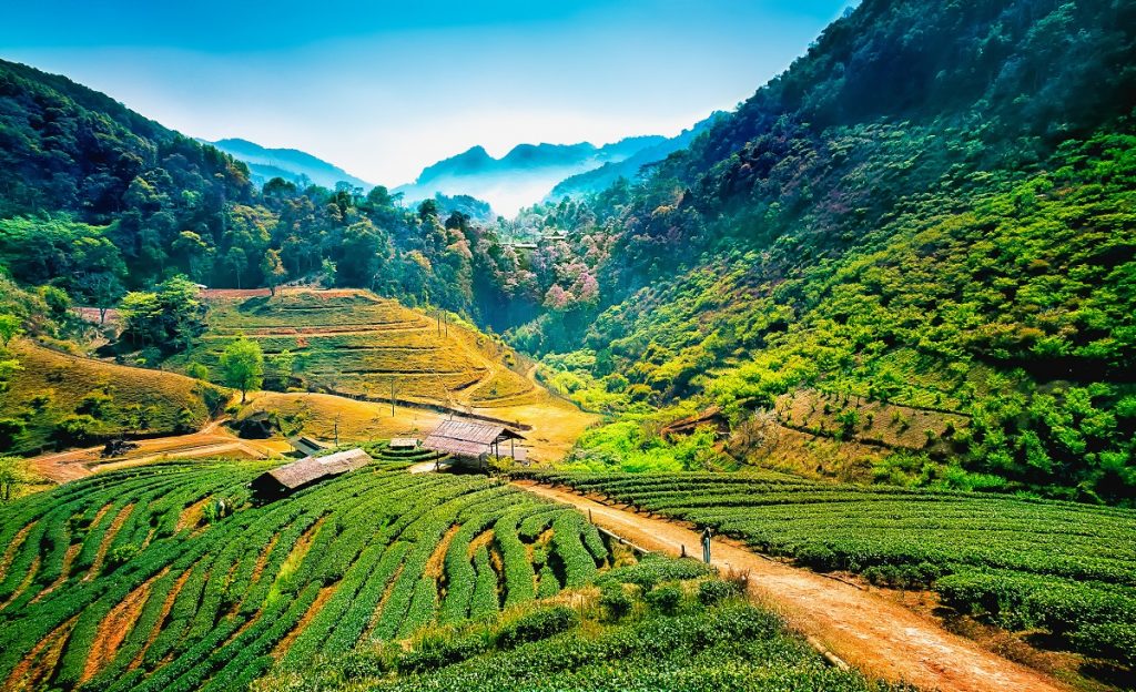 Tea plantations on angkhang mountain, chiang mai, thailand