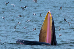 Bryde's whale emerging from the water