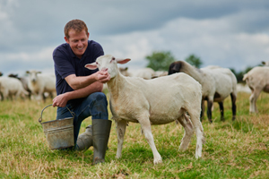 A man feed a young sheep in an open field